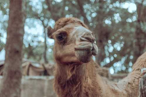 NBA命中致胜外线后跳舞庆祝巫师波尔:我总是能进关键球