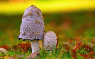 NBA勇士灰狼战被迫延迟半小时开赛兇手竟是他!